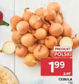 Stokrotka Cebula oferta