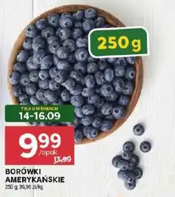Stokrotka Borówki Amerykańskie oferta