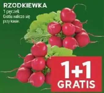 Rzodkiewka