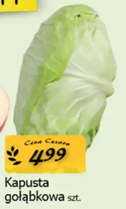 Cezar Delikatesy Kapusta gołąbkowa oferta