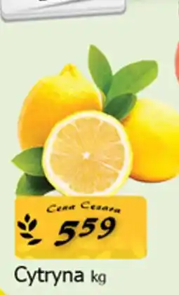 Cezar Delikatesy Cytryna oferta