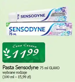 Cezar Delikatesy Pasta Sensodyne oferta