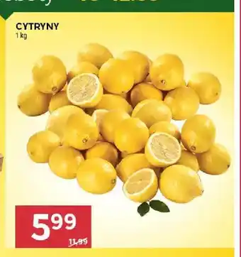 Stokrotka Cytryny oferta