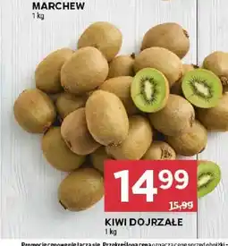 Stokrotka Kiwi dojrzałe oferta