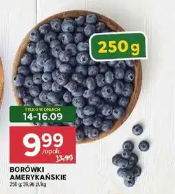 Stokrotka Borówki amerykańskie oferta
