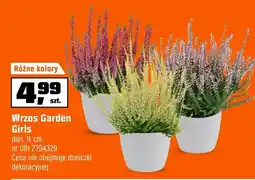 OBI Wrzos Gardenic oferta