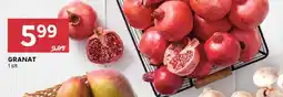Stokrotka Granat oferta