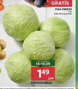 Stokrotka Kapusta biała oferta