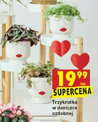 Biedronka Trzykrotka w doniczce walentynkowej 1 SZT oferta