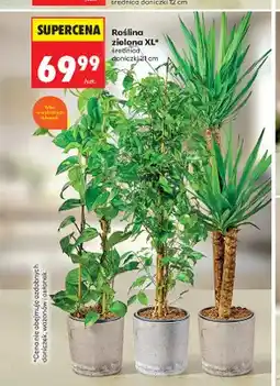 Biedronka Roślina zielona Xl oferta