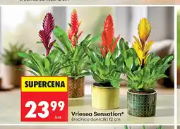Biedronka Vriesea Sensation oferta