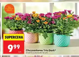 Biedronka Chryzantema Trio Dark oferta
