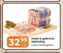 Gama Indyk w galarecie Indykpol oferta