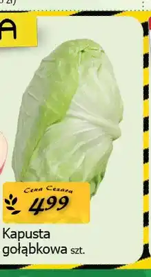 Cezar Delikatesy Kapusta gołąbkowa oferta