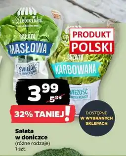 Netto Sałata w doniczce oferta