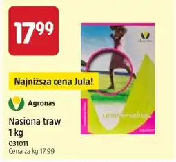 Jula Nasiona traw Agronas oferta