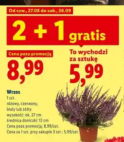 Lidl Wrzos różowy wysokość ok. 27 cm średnica doniczki 12 oferta