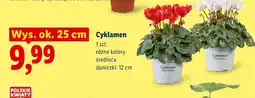 Lidl Cyklamen Polskie Kwiaty różne kolory wys. ok. 25 cm oferta