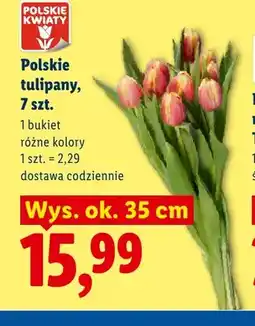 Lidl Polskie tulipany Polskie Kwiaty 7-pak oferta
