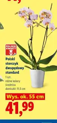 Lidl Storczyk dwupędowy standard Polskie Kwiaty oferta