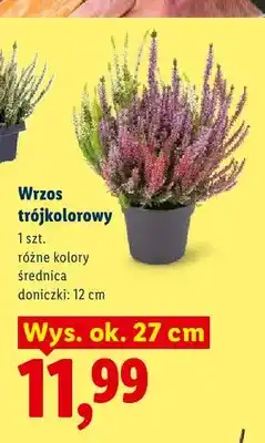 Lidl Wrzos trójkolorowy średnica doniczki 12 cm wys. ok. 27 oferta