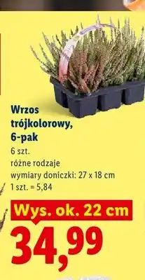 Lidl Wrzos trójkolorowy 6-pak 27x18 cm oferta