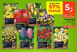 Dealz Cebulki kwiatowe Dwarf Tulips Tarda 5-pak oferta