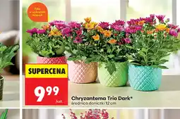 Biedronka Chryzantema oferta