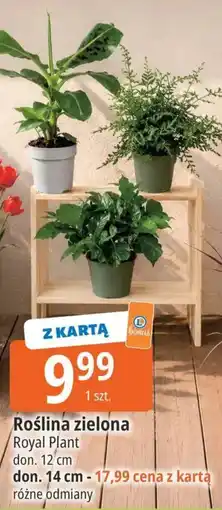 E.Leclerc Roślina zielona oferta
