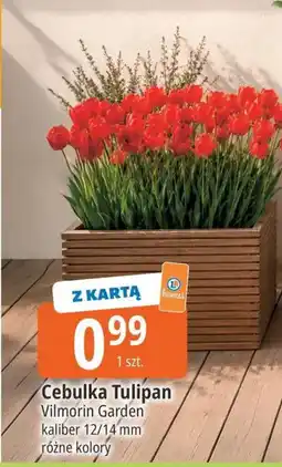 E.Leclerc Cebulka Tulipan oferta