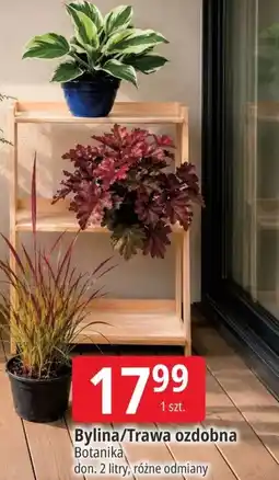 E.Leclerc Bylina/Trawa ozdobna Botanika oferta