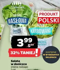 Netto Sałata w doniczce z Zieleniaka oferta