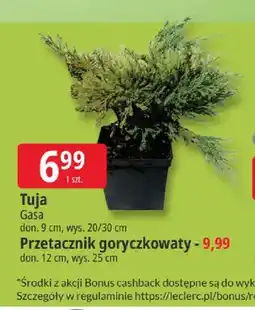 E.Leclerc Tuja Gasa oferta
