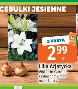 E.Leclerc Lilia azjatycka Vilmorin Garden kaliber 14/16 mm oferta