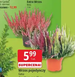 E.Leclerc Wrzos pojedynczy Gasa oferta
