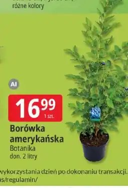 E.Leclerc Borówka amerykańska Botanika oferta