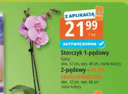 E.Leclerc Storczyk 1-pędowy Gasa oferta