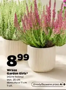 Netto Wrzos Garden Girls oferta