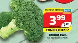 Delfin Brokuł oferta