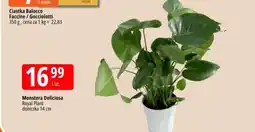 E.Leclerc Monstera Deliciosa Royal Plant oferta