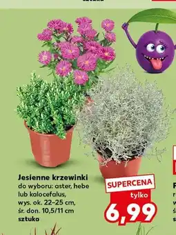 Kaufland Jesienne krzewinki aster oferta