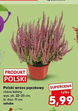 Kaufland Polski wrzos pączkowy oferta