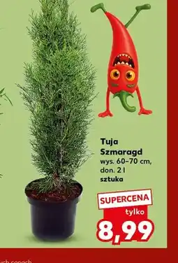 Kaufland Tuja Szmaragd oferta