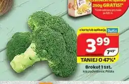 Delfin Brokuł oferta