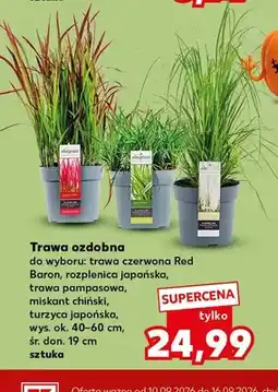 Kaufland Trawa ozdobna rozplenica japońska oferta