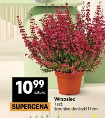 Delikatesy Centrum Wrzosiec oferta