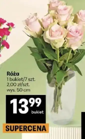 Delikatesy Centrum Róża oferta