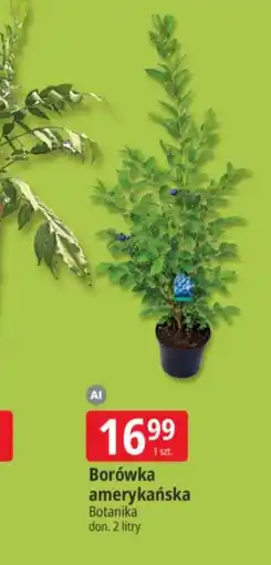 E.Leclerc Borówka amerykańska oferta