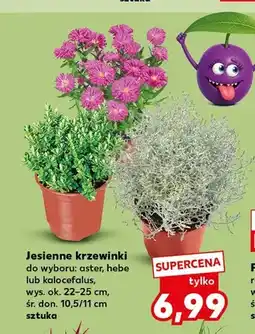 Kaufland Jesienne krzewinki aster oferta