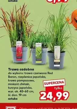 Kaufland Trawa ozdobna rozplenica japońska oferta